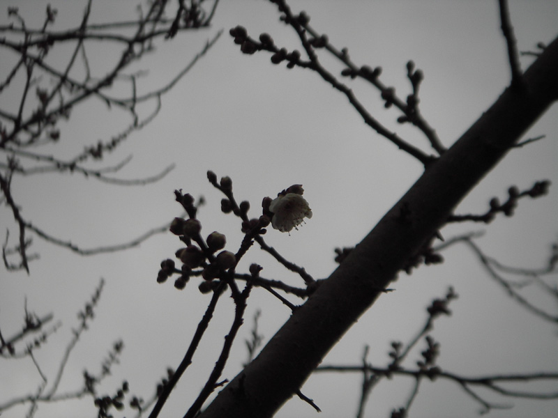 徳富蘇峰記念館