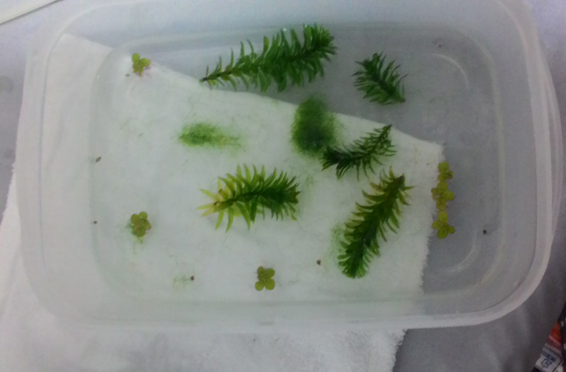 オオカナダモ(アナカリス)と浮き草