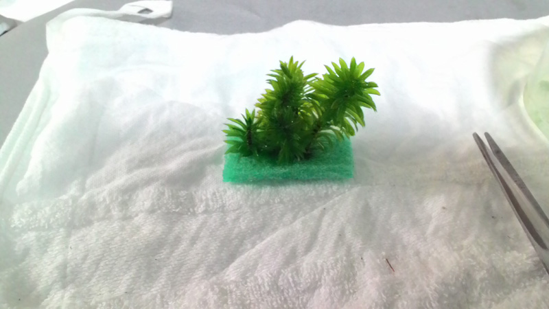 スポンジと水草